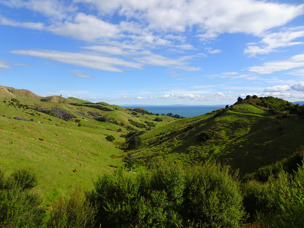Grüne Hügellandschaft auf der Coromandel Peninsula, Neuseeland