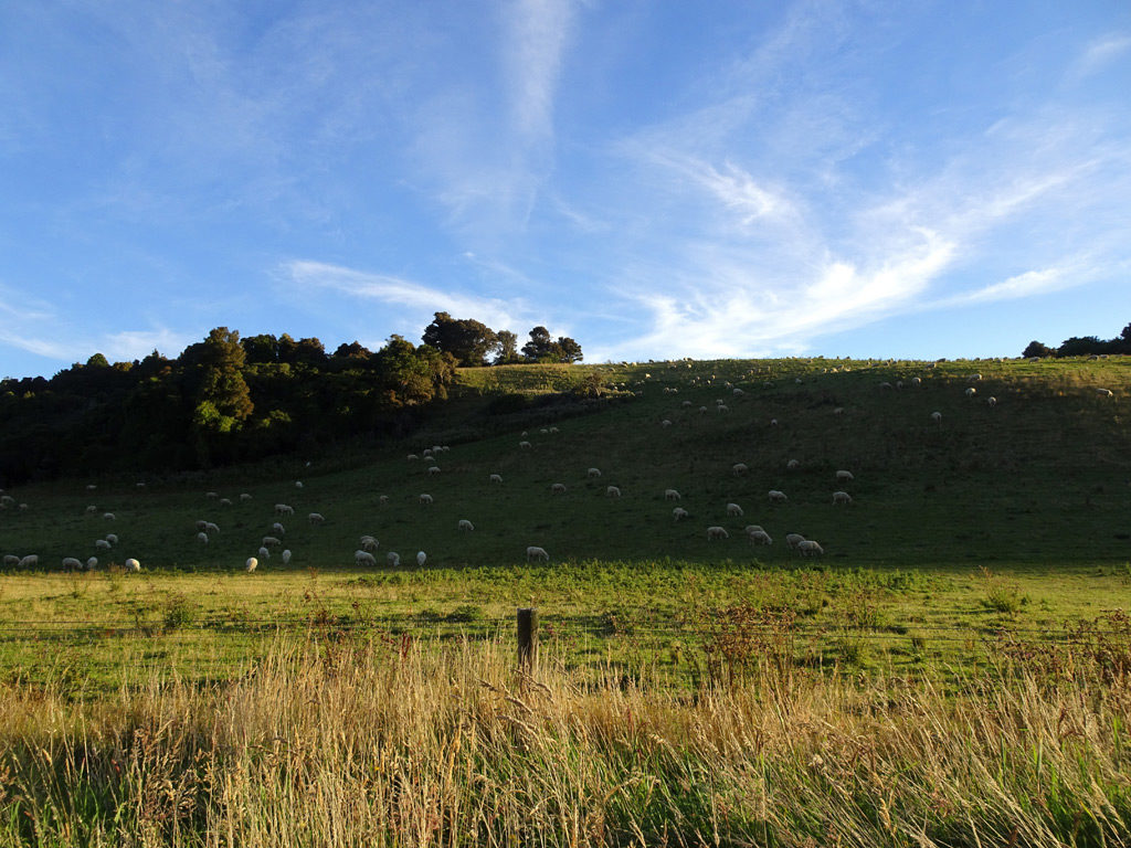 Grasende Schafe auf dem Weg zu den McLean Falls