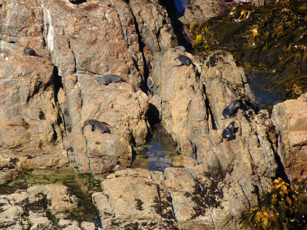 Robben sonnen sich auf den Felsen am Nugget Point in den Catlins 
