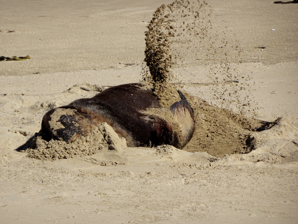 Seelöwe am Surat Bay deckt sich mit Sand zu, Catlins Neuseeland
