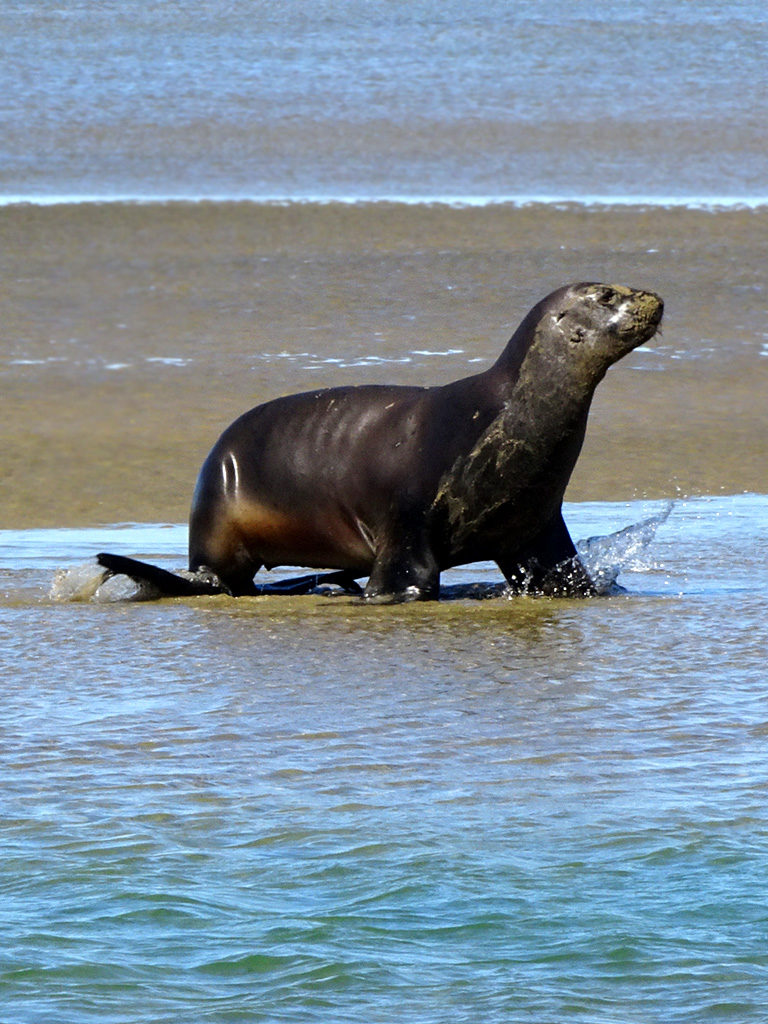 Seal am Surat Bay, Catlins Neuseeland
