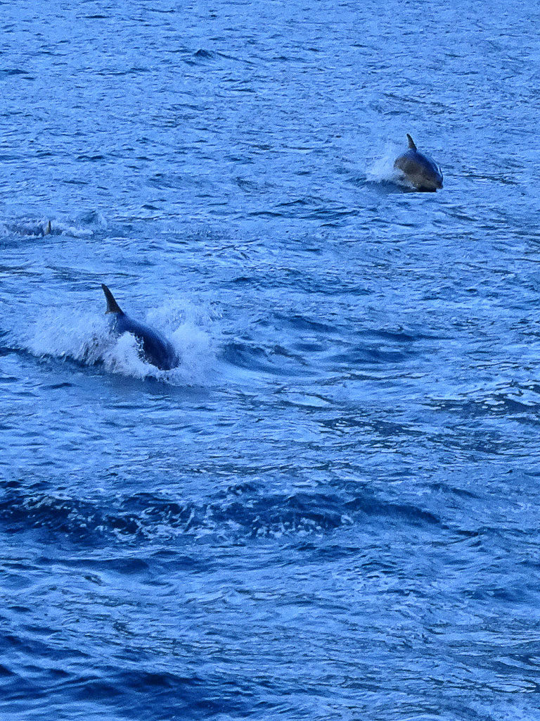 Delfine verfolgen unser Boot auf dem Milford Sound
