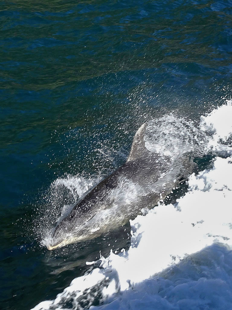 Delfine am Milford Sound