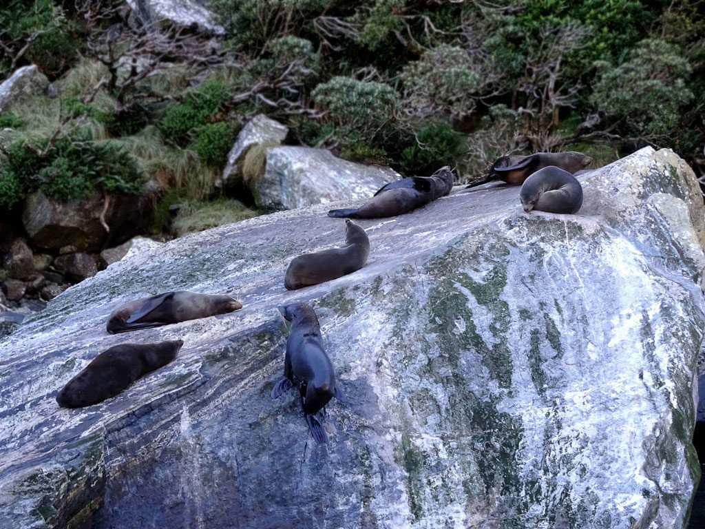Zahlreiche Robben sonnen sich auf dem Seal Rock am Milford Sound
