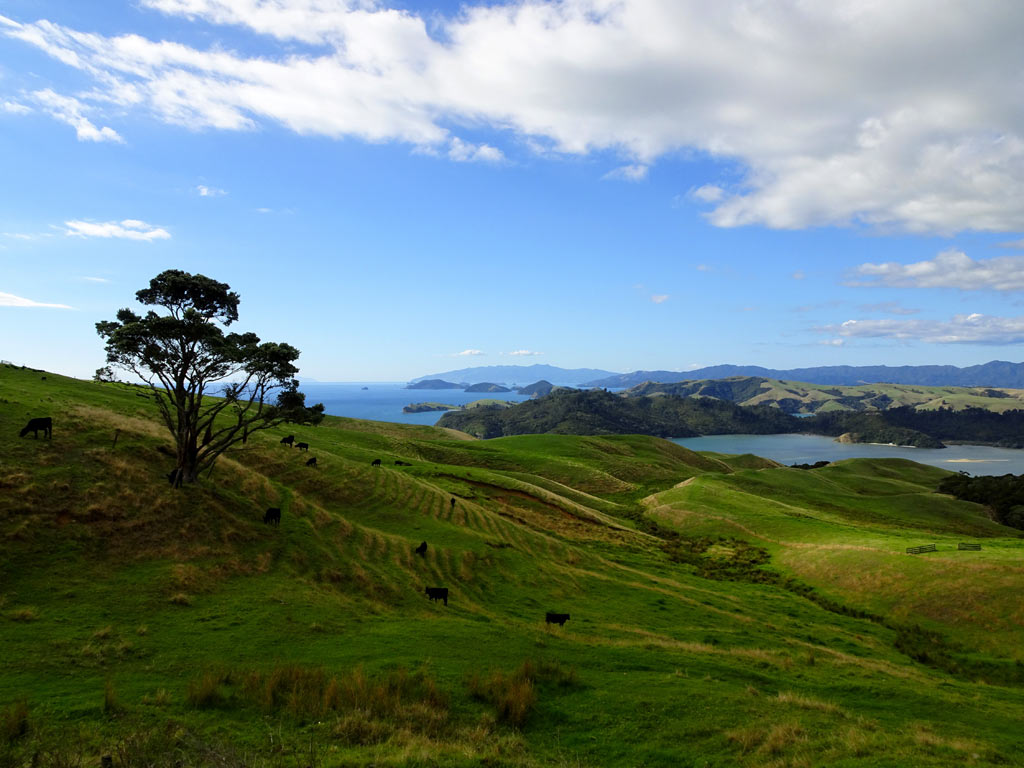 Grüne Hügel auf der Coromandel Peninsula mit Blick aufs Meer