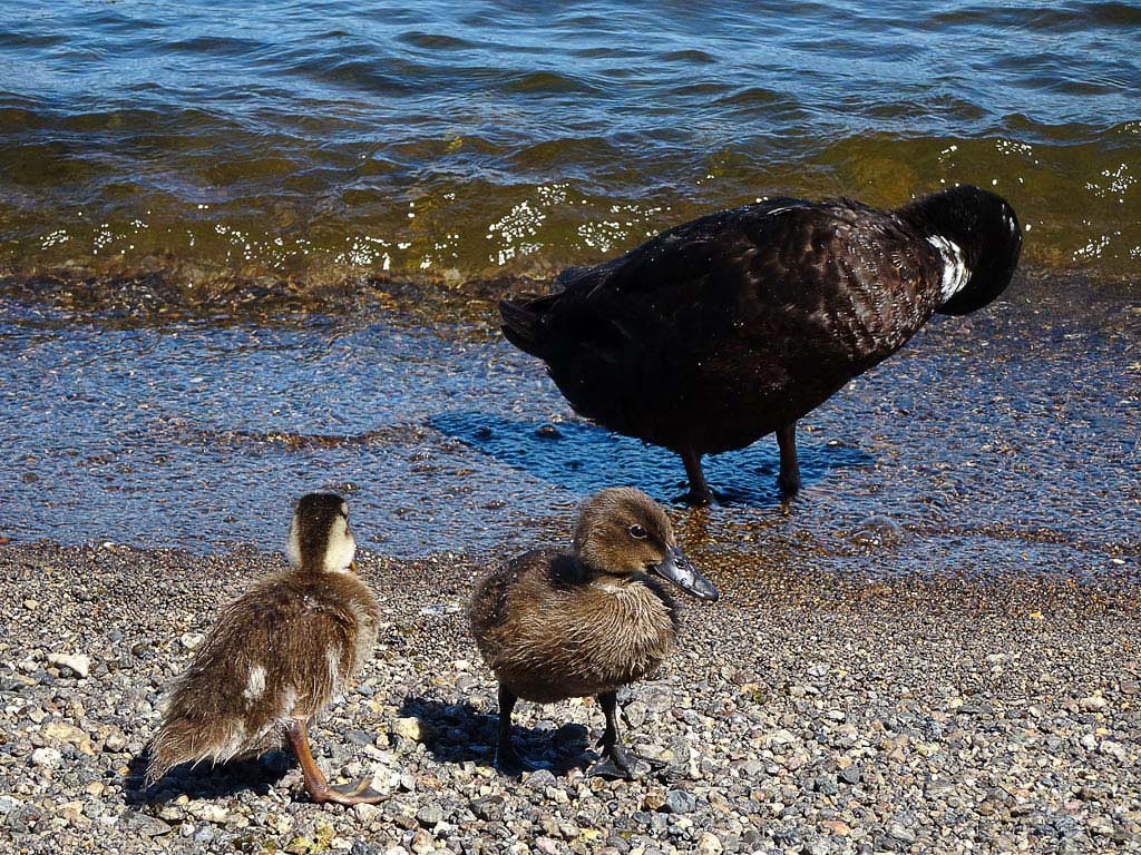 Babyenten am Lake Taupo