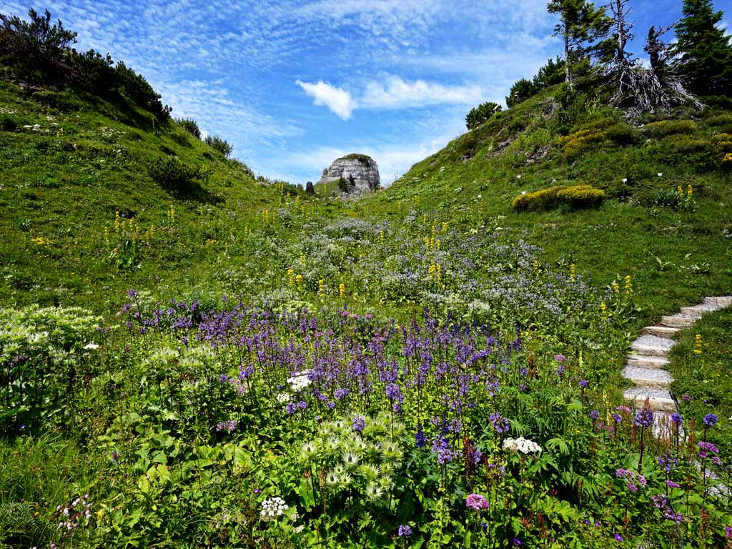 Bunte Blumenpracht im Alpengarten Schynige Platte