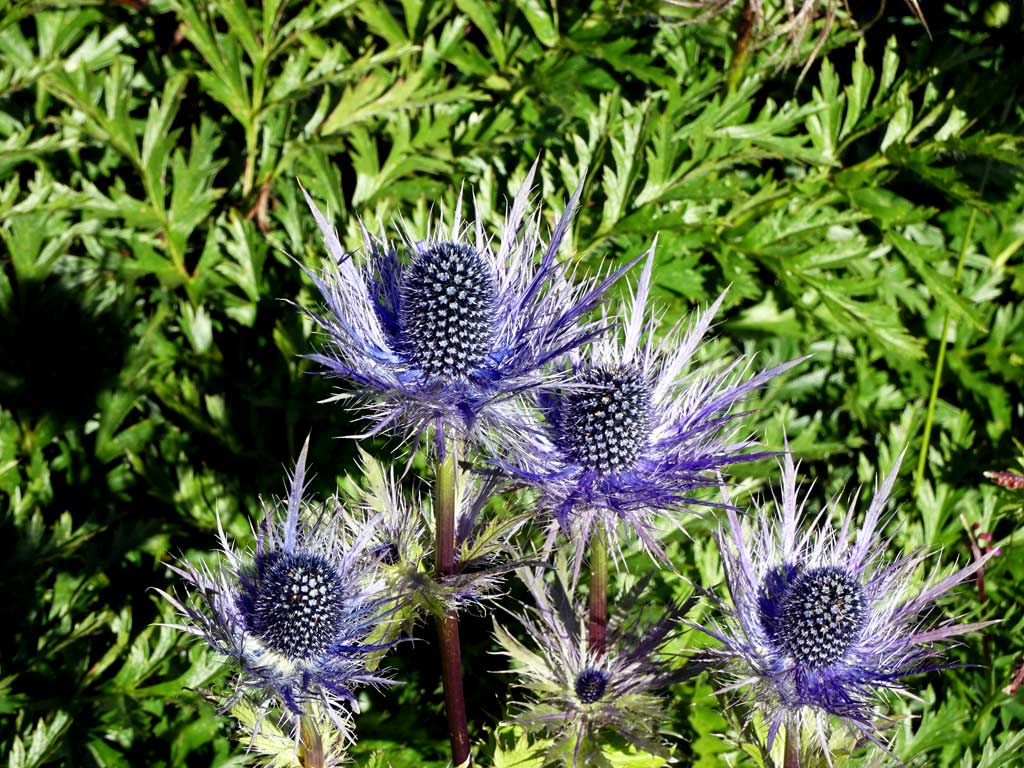 Mannstreu, auch bekannt als Blaue Distel im Alpengarten 
