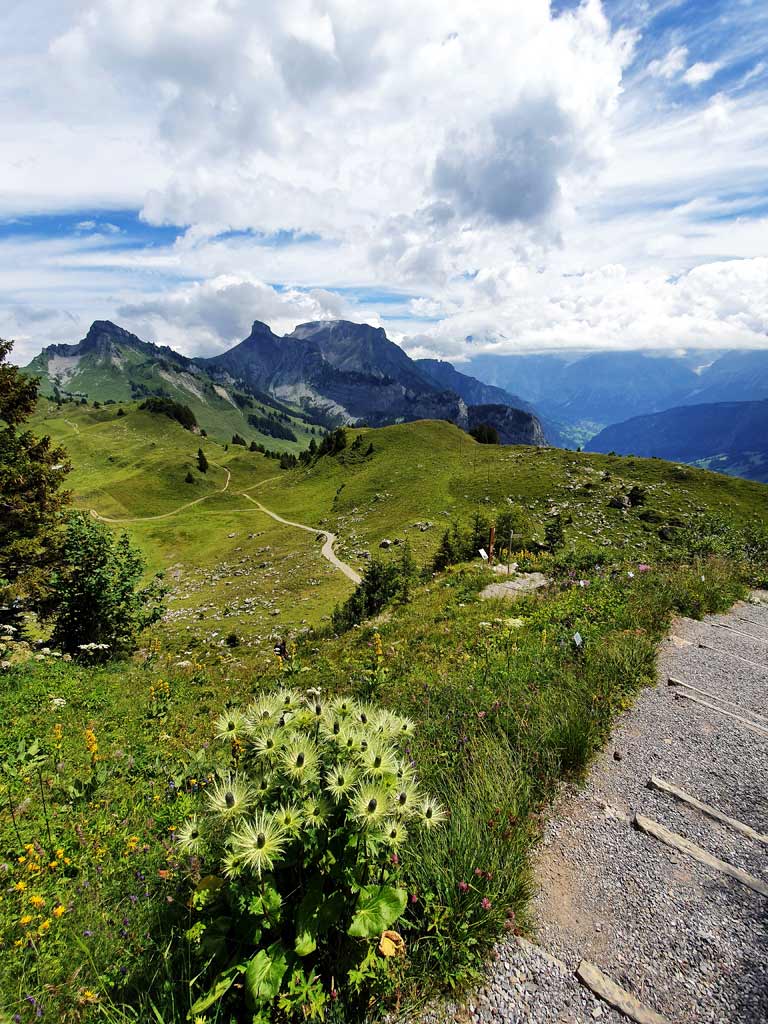 Alpengarten mit traumhafter Aussicht auf die Berner Alpen 