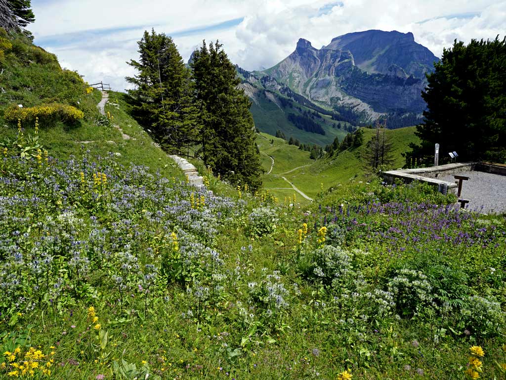 Blumenwiese im Alpengarten Schynige Platte mit Sicht auf Ussri Sägissa