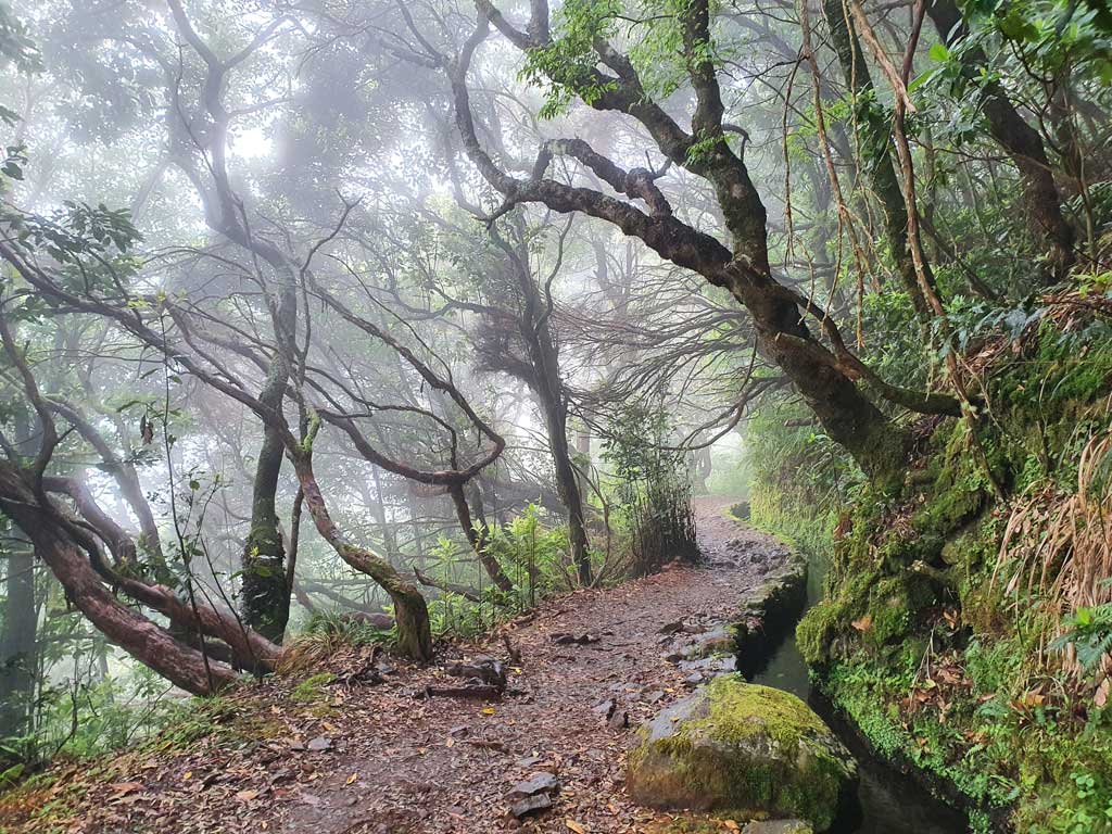 Breiter Weg neben der Levada im UNESCO Lorbeerwald von Madeira