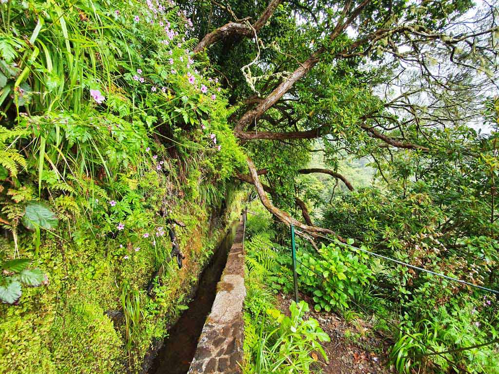 Bäume wachsen über die Levada do Caldeirão Verde auf Madeira