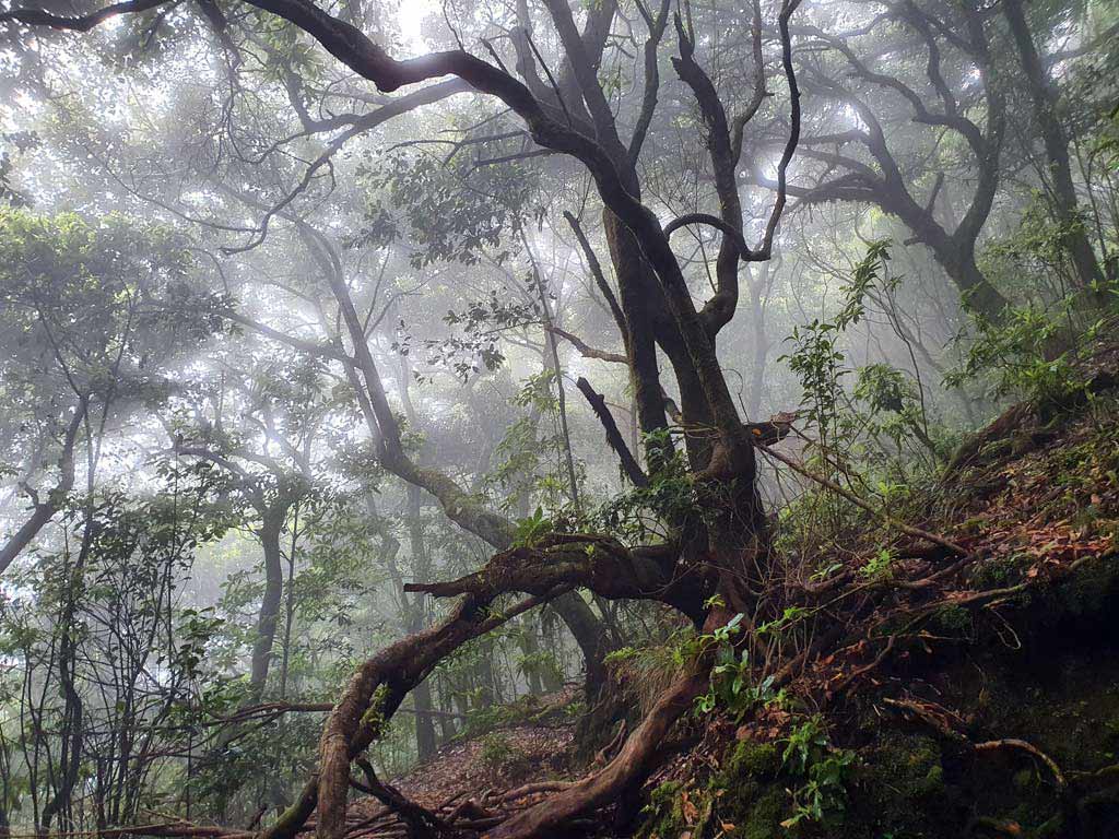 Hohe Bäume im Lorbeerwald Madeiras
