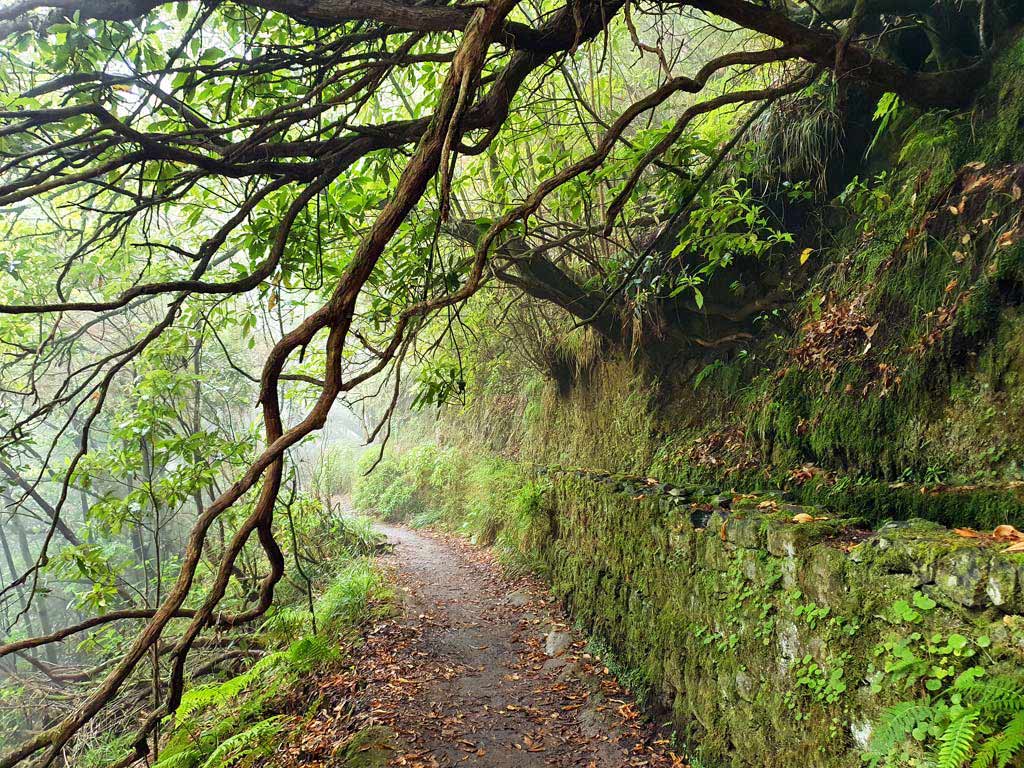 Äste ragen über die Levada do Caldeirão Verde auf Madeira 
