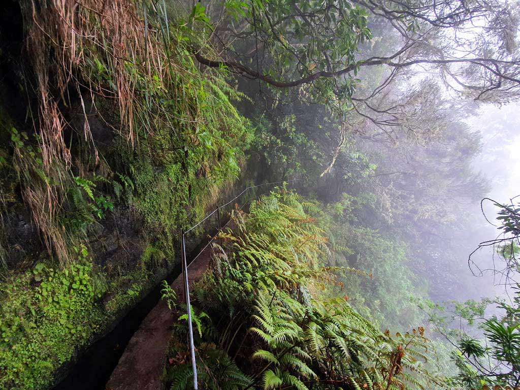 Die Levada do Caldeirão Verde führt durch den herrlichen UNESCO Lorbeerwald Madeiras