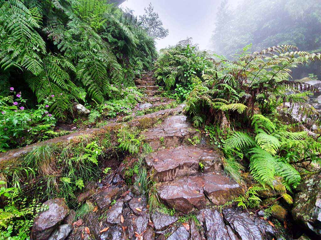Treppe, die hoch zum grünen Felskessel «Caldeirão Verde» im Norden Madeiras führt.