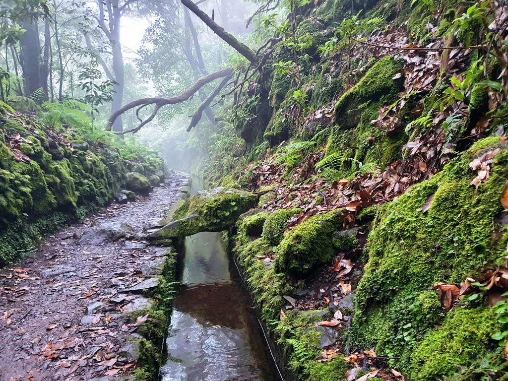 Madeira Aktivitäten: Levada im Lorbeerwald mit Wanderweg