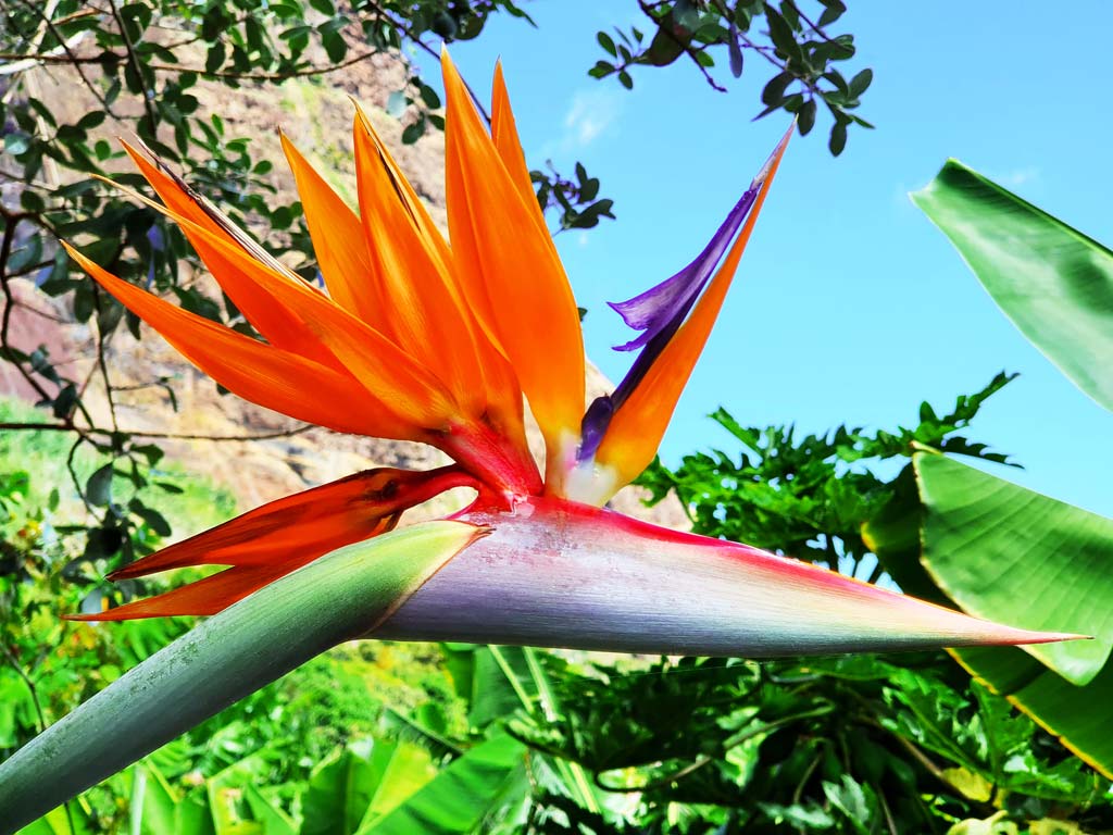 Paradiesvogelblume (Strelitze) Madeira