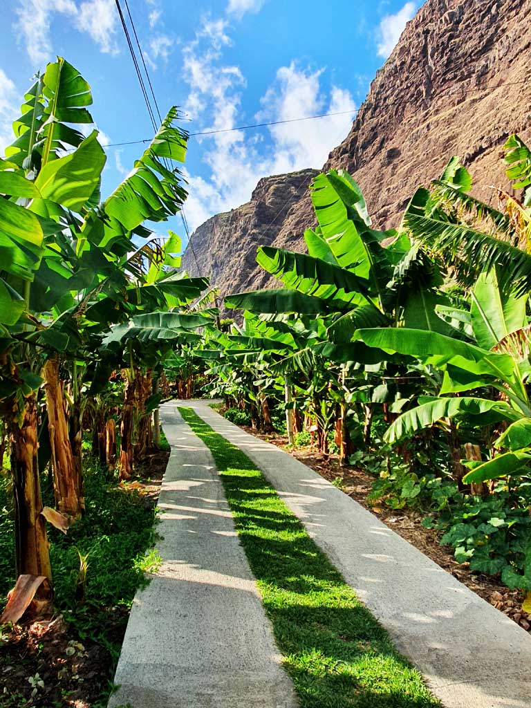 Bananenplantage auf Madeira am Fusse der Steilklippe