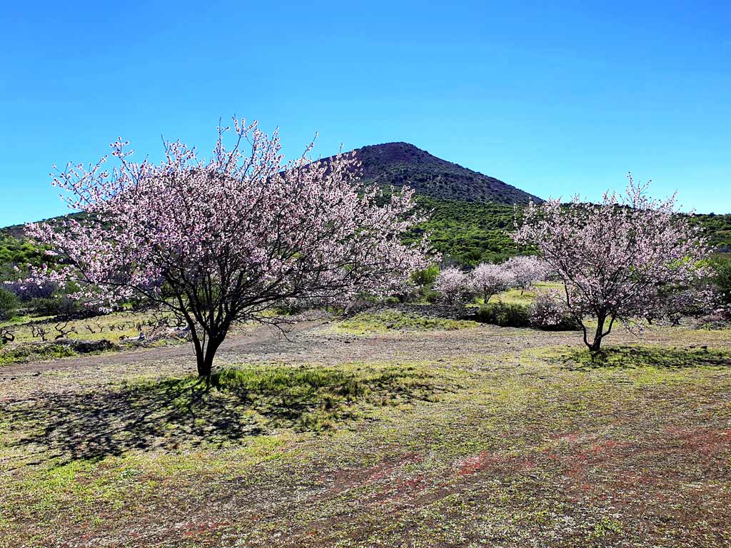 Mandelblüte auf Teneriffa: Blühende Mandelbäume 