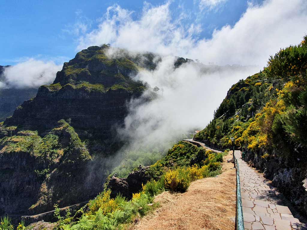 Madeira im Frühling: Der Ginster blüht am Wegrand