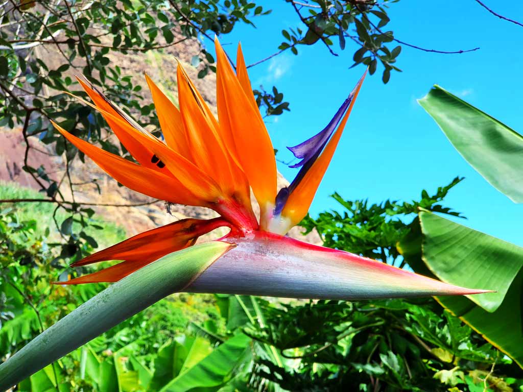 Madeira im Frühling: Die Paradiesvogelblume (Strelizie) gilt als Wahrzeichen Madeiras