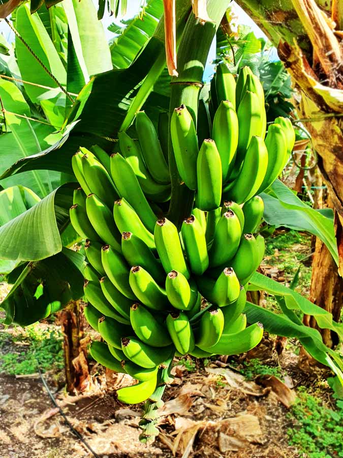 Bananenplantage auf der Fajã dos Padres Madeira