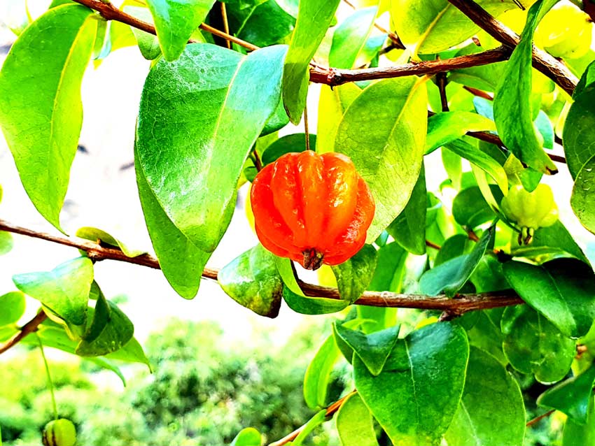 Rote Pitanga auf der Fajã dos Padres auf Madeira