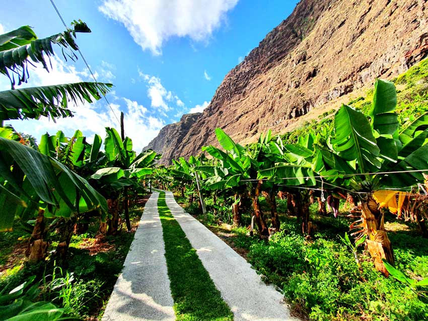 Spazierweg durch die Bananenplantage auf der Fajã dos Padres Madeira