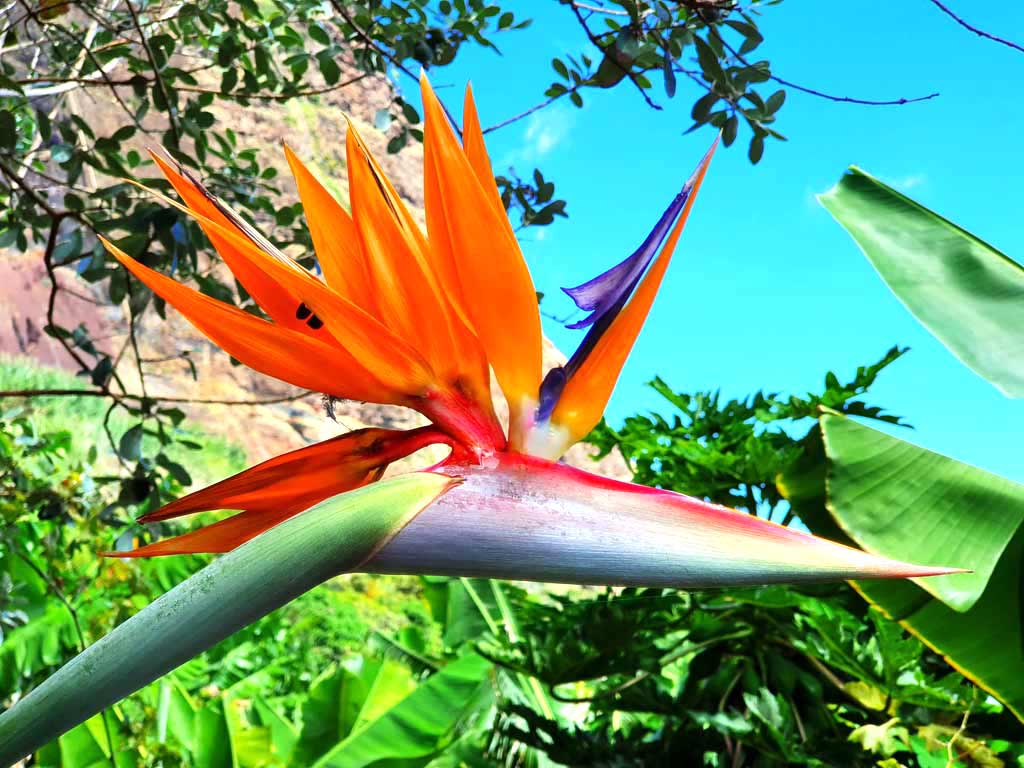 Orangefarbene Paradiesvogelblume auf der Fajã dos Padres Madeira