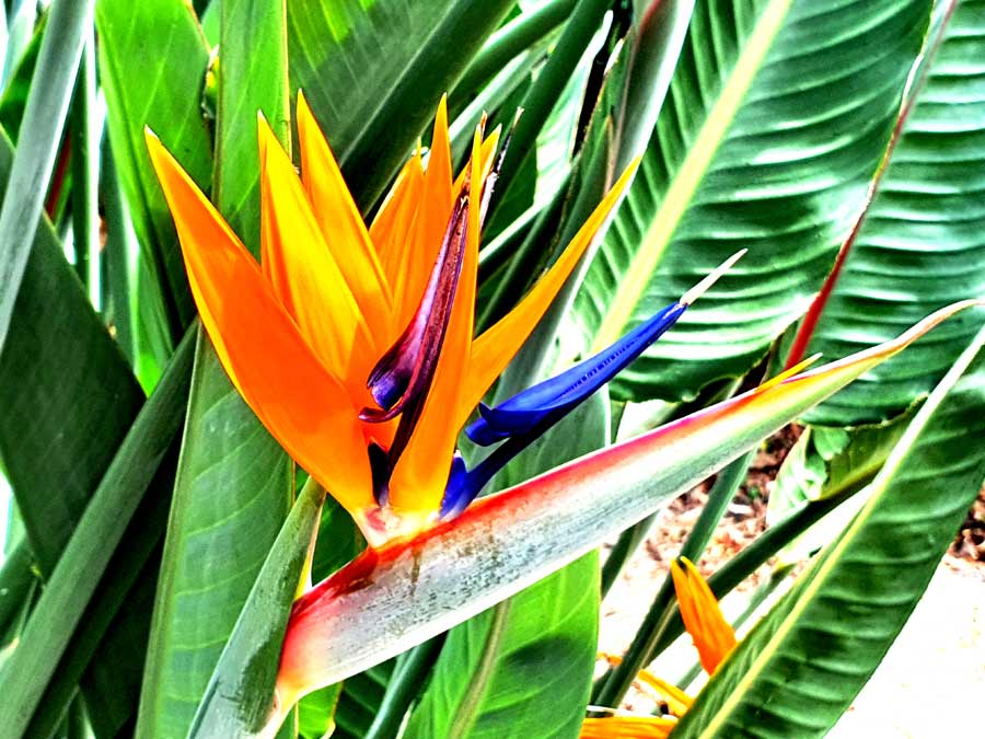 Orangefarbene Paradiesvogelblume auf der Fajã dos Padres Madeira