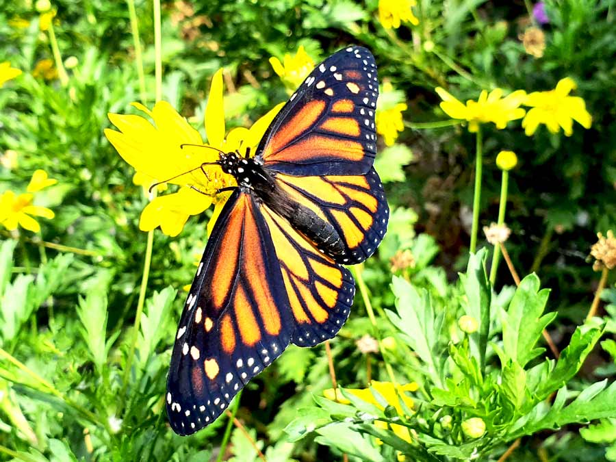 Fajã dos Padres Madeira: Schmetterling auf einer gelben Blume