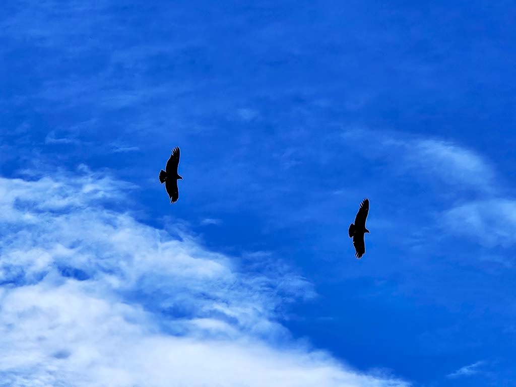 Patagonien Sehenswürdigkeiten & Patagonien Wanderungen: Zwei Andenkondore fliegen dem Himmel empor 