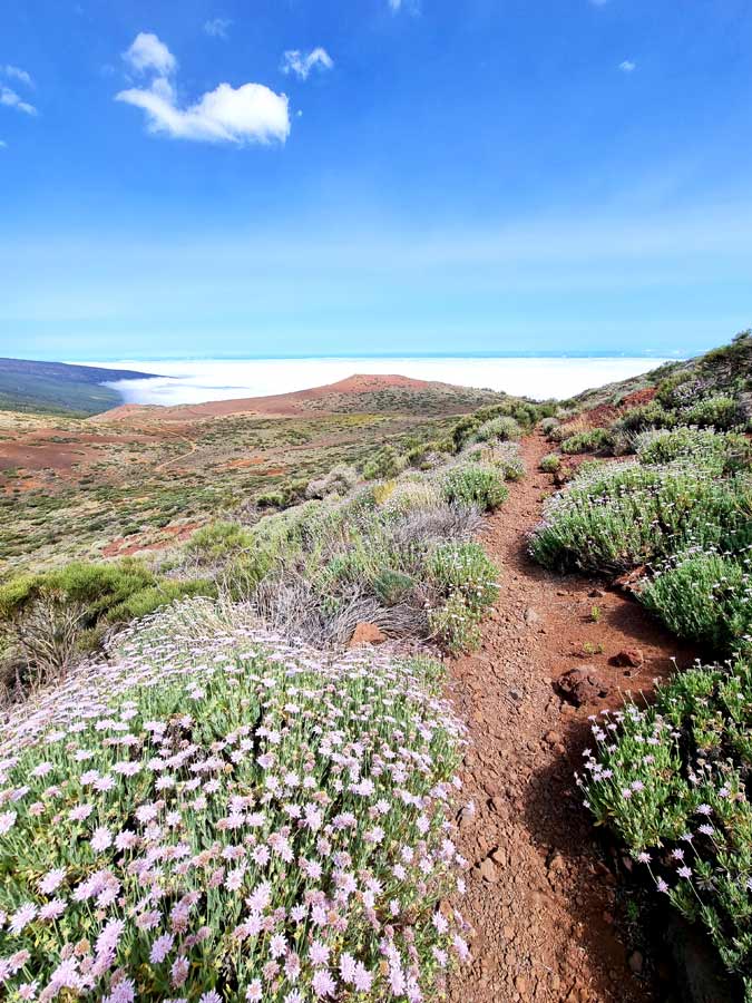 Teide Nationalpark Pflanzen: Violette Teide-Skabiosen wachsen am Wegrand auf Teneriffa