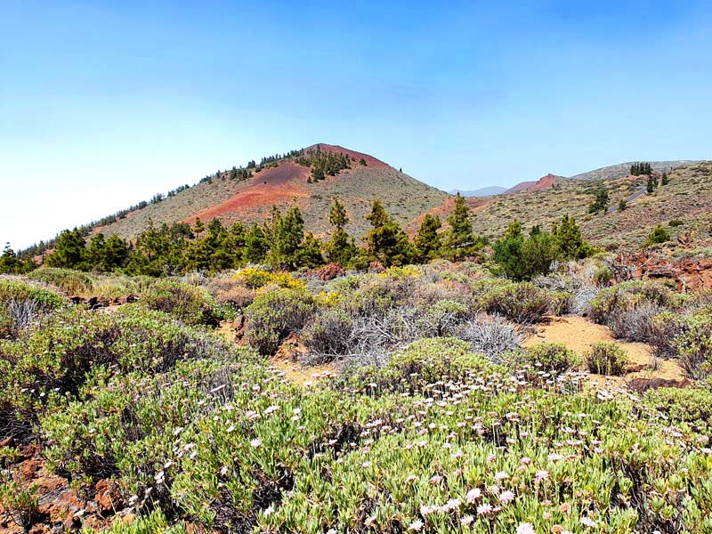 Teide Nationalpark Pflanzen: im Frühling blühen die Sträucher im Zentrum Teneriffas