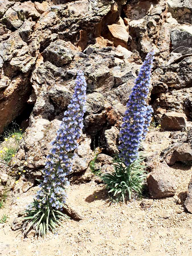 Teide Nationalpark Pflanzen: blauer Natternkopf
