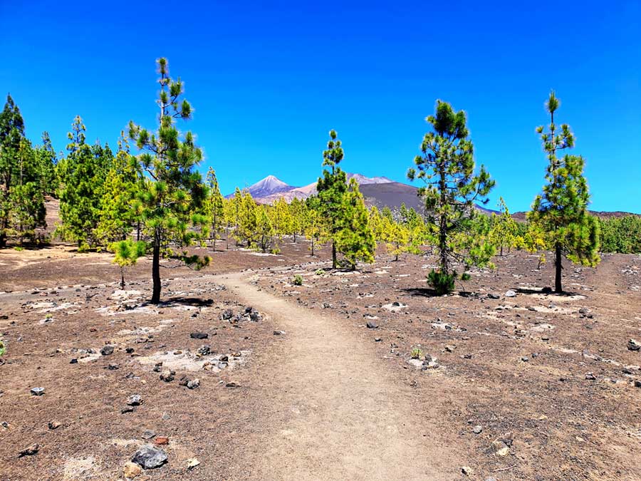 Teide Nationalpark Wanderung Samara Sendero 13: Der Wanderweg auf Teneriffa führt zwischen Kiefernwäldern hindurch