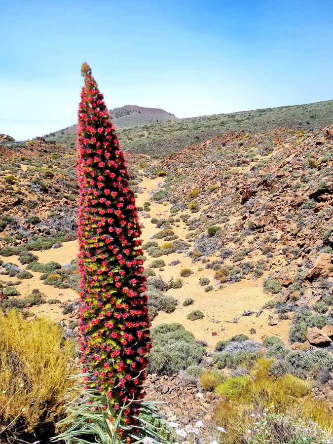 Tajinasten Teneriffa im Teide Nationalpark: rot blühender Wildprets Natternkopf
