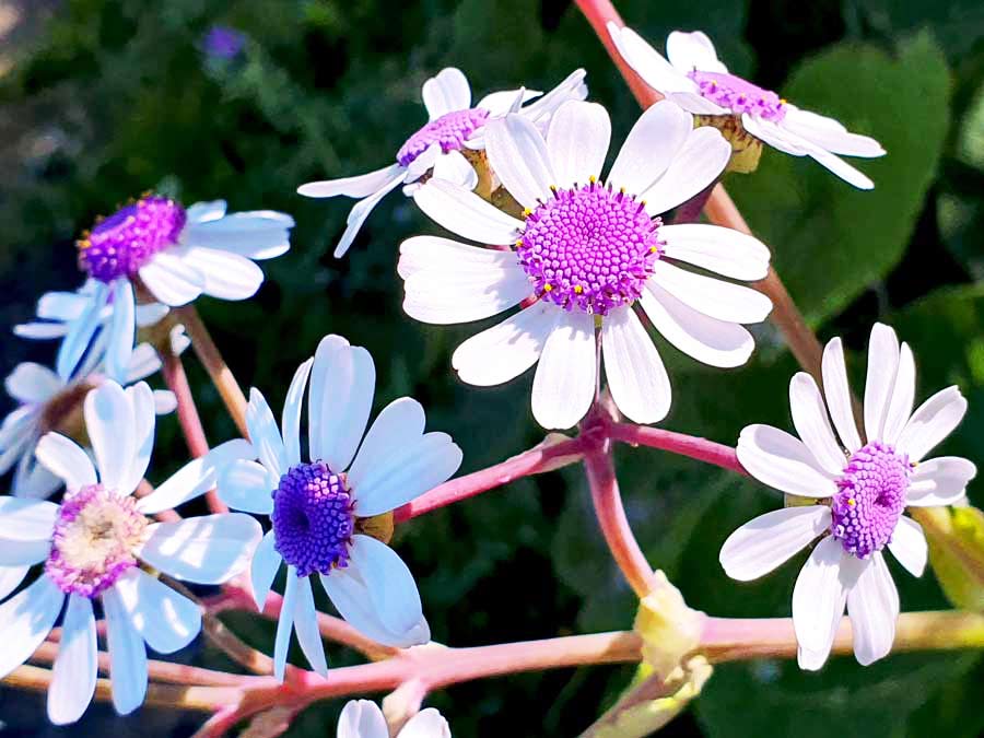 Flor de Mayo: violette Maiblume auf Gran Canaria im Winter