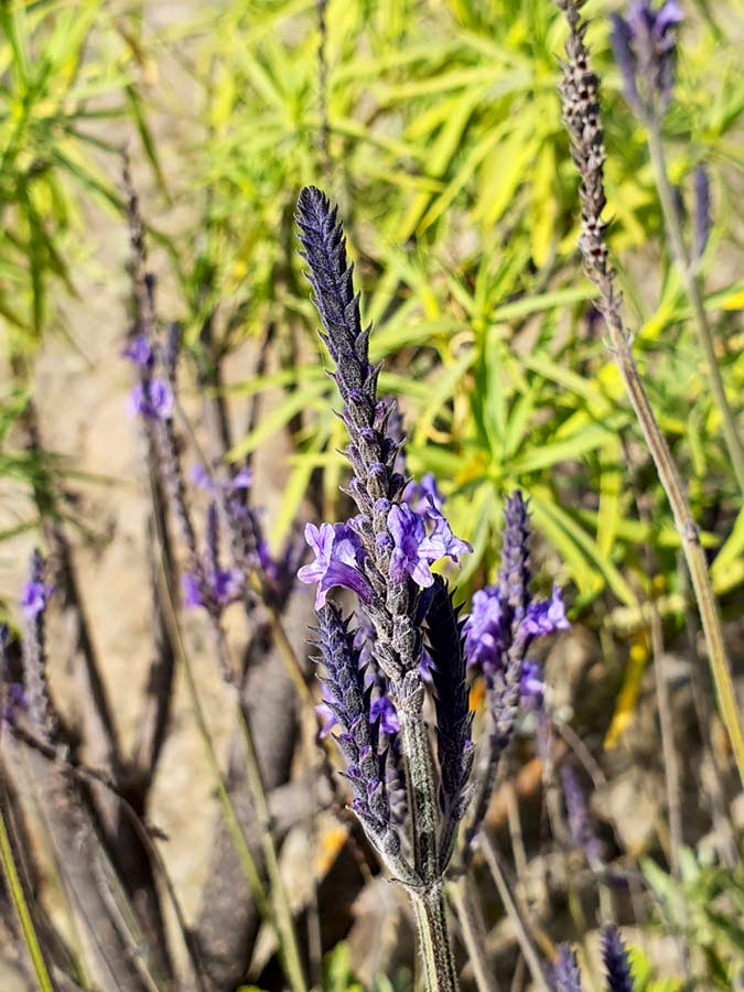 Violetter Kanarischer Lavendel mit einigen Blüten im Winter auf Gran Canaria