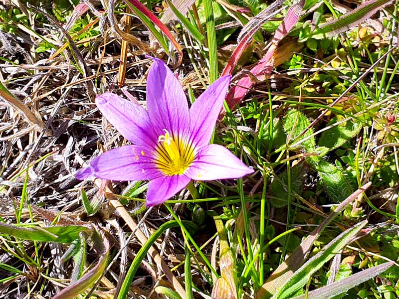 Pflanzenwelt Gran Canarias im Winter: Blühende violette Romulea, auch bekannt als Kanaren Scheinkrokus