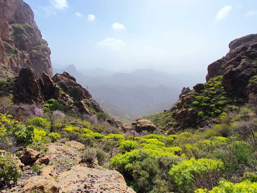 Ausblick vom Inselzentrum über gelb leuchtende Pflanzen und rosafarbene Mandelblüten