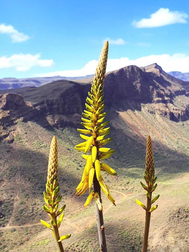 Gelbe Aloe Vera Blüte auf Gran Canaria im Winter