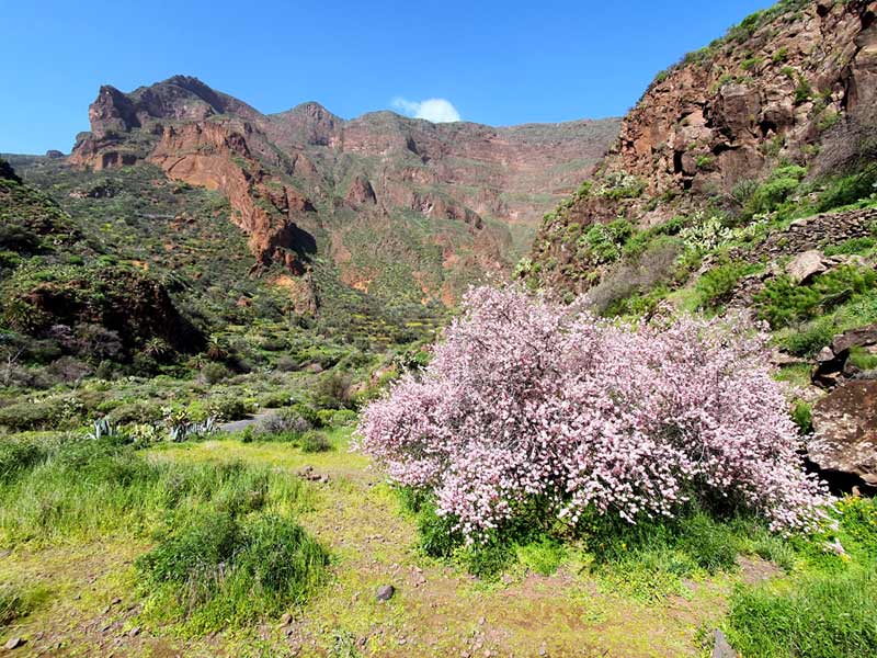 Mandelblütenbaum auf Gran Canaria im Winter im Barranco de Guayadeque.