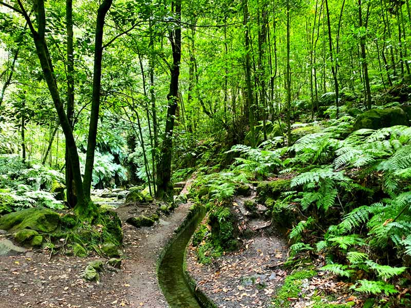 Madeira im September Erfahrungen: Der Lorbeerwald auf Madeira im September ist sehr üppig