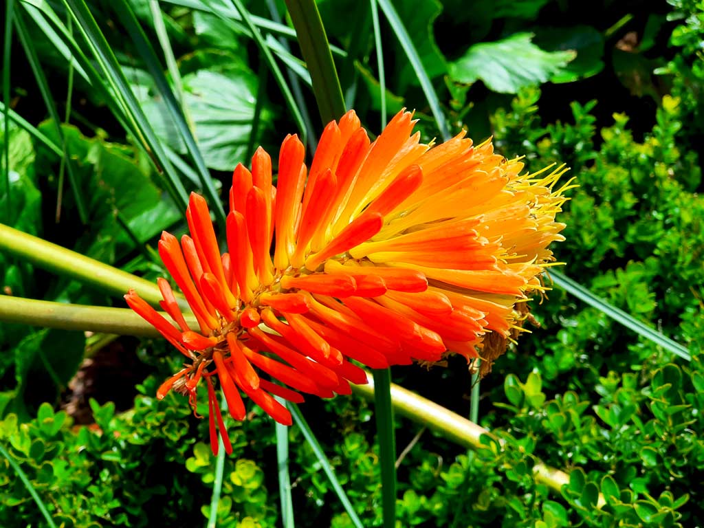 Madeira im September Erfahrungen Blumen: rot-orangnefarbene Baumaloe auf Madeira im September
