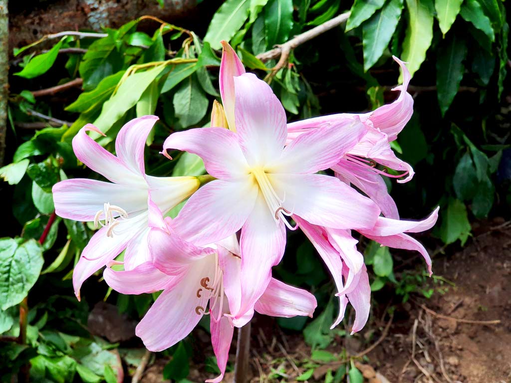 Madeira im September Blumen: rosa-weisse Belladonnalilien auf Madeira im September