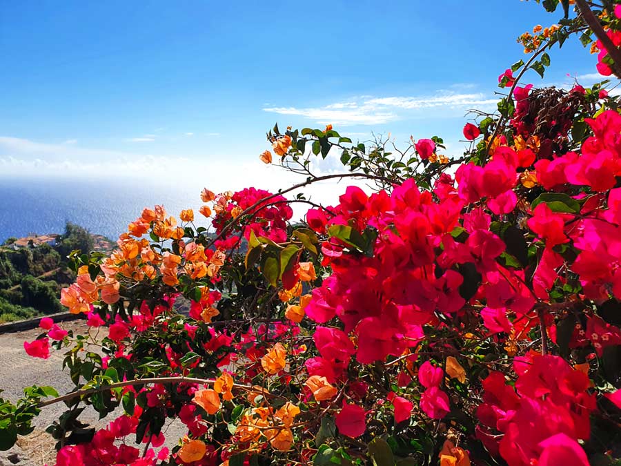 Madeira im September Erfahrungen: rote und pinke Blumen am Strassenrand auf Madeira im September
