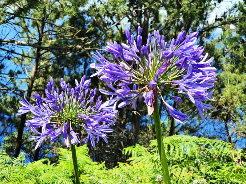 Madeira im September Blumen: Afrikanische Liebesblume auf Madeira im September