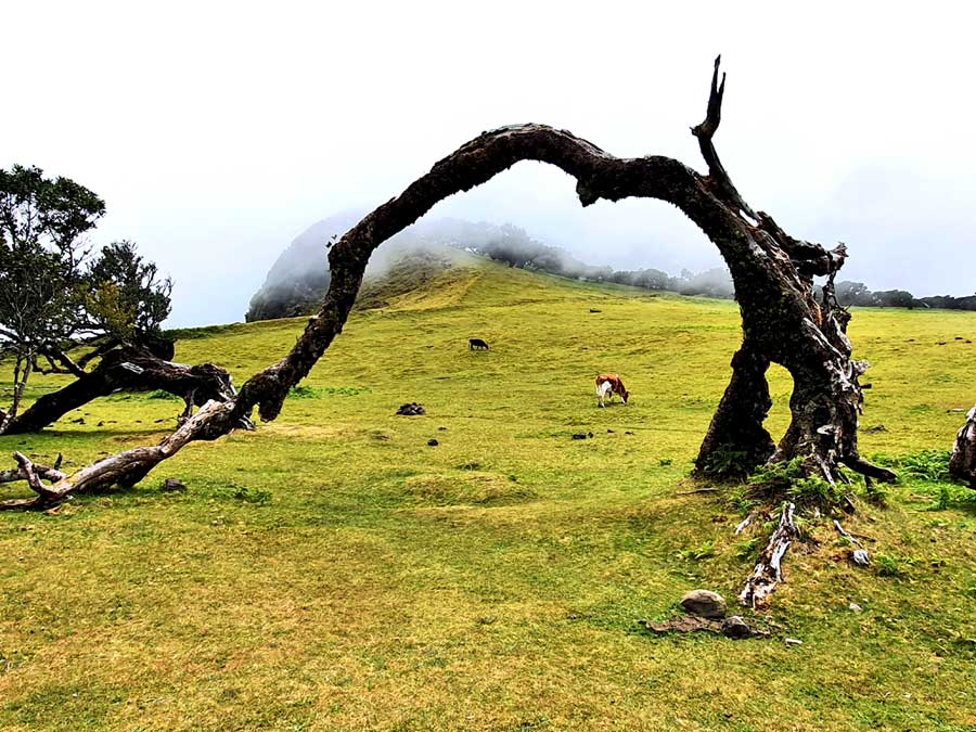 Porto Moniz Madeira Sehenswürdigkeiten: Gebogener Baum mit Kühen im Hintergrund im Nebelwald Fanal auf Madeira